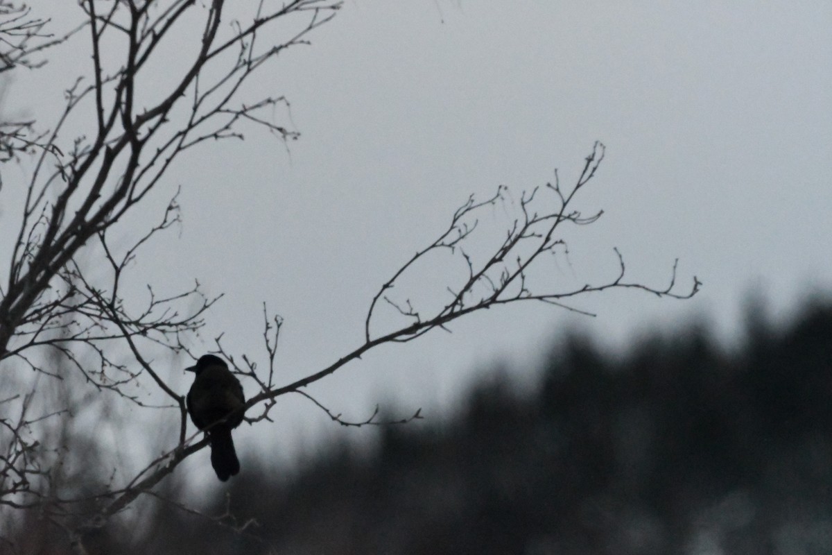 Пурпурный гракл - ML646978668