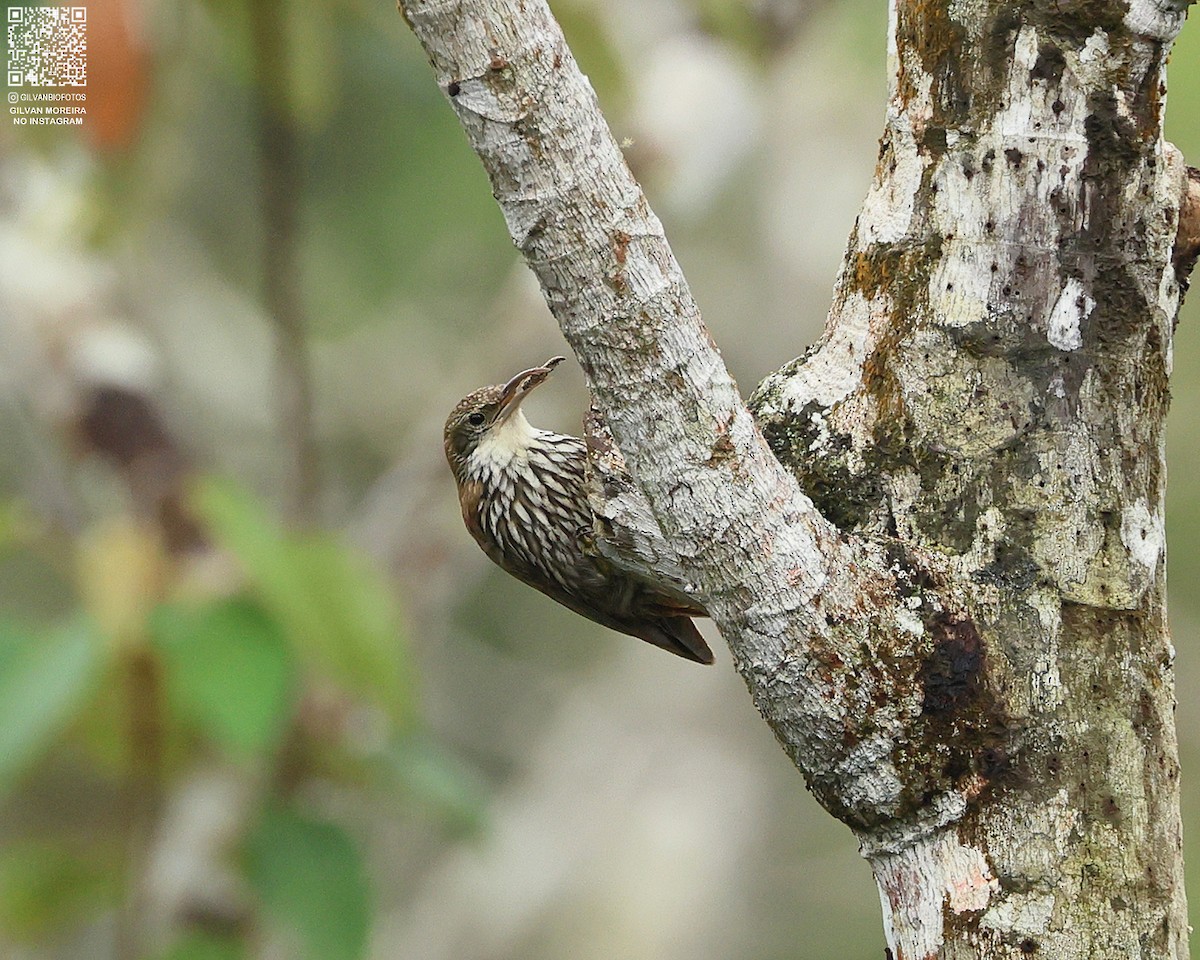 Чешуйчатый древолаз (squamatus) - ML646978669