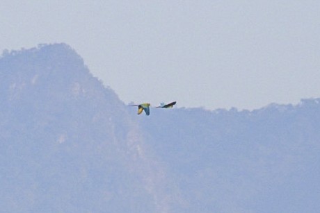 Military Macaw - ML646978670