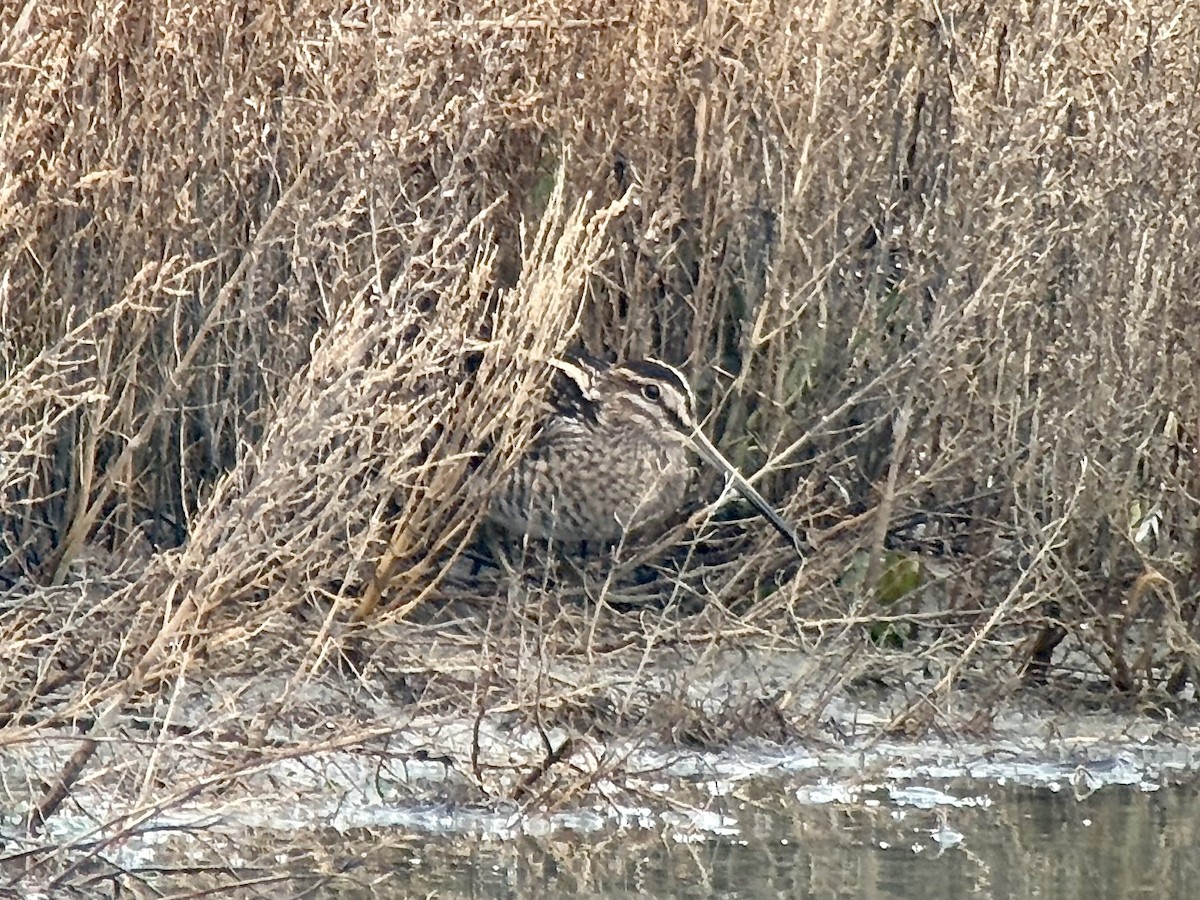 חרטומית ביצות - ML646978673