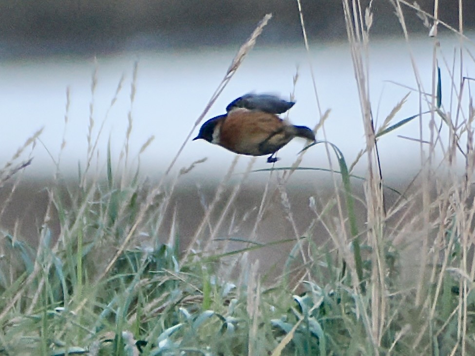 דוחל שחור-גרון - ML646978677