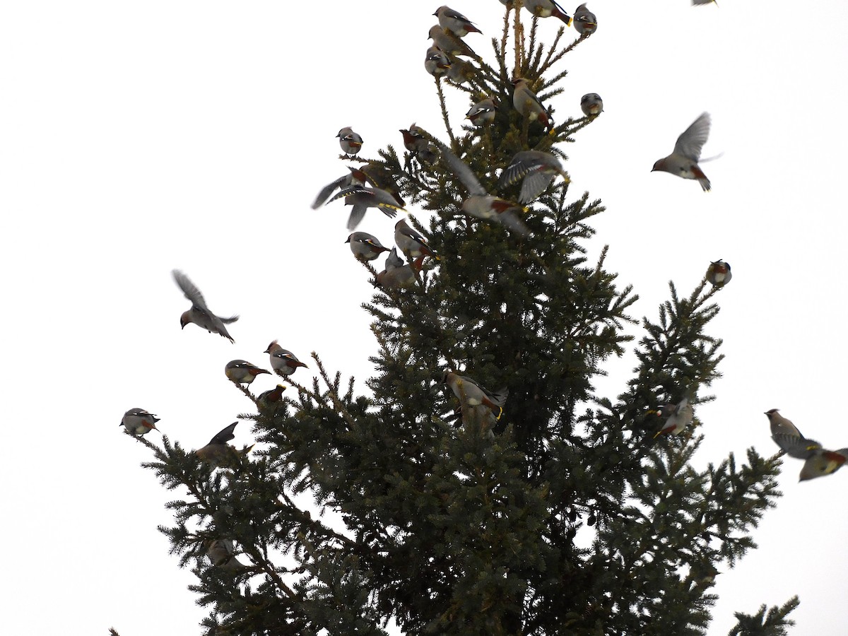 Buztanori boreala - ML646978678