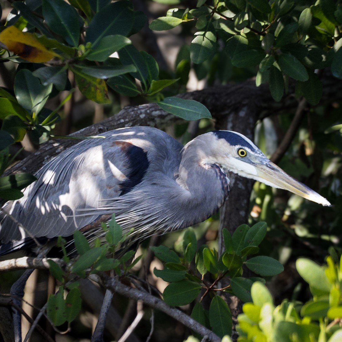 Great Blue Heron - ML646978681