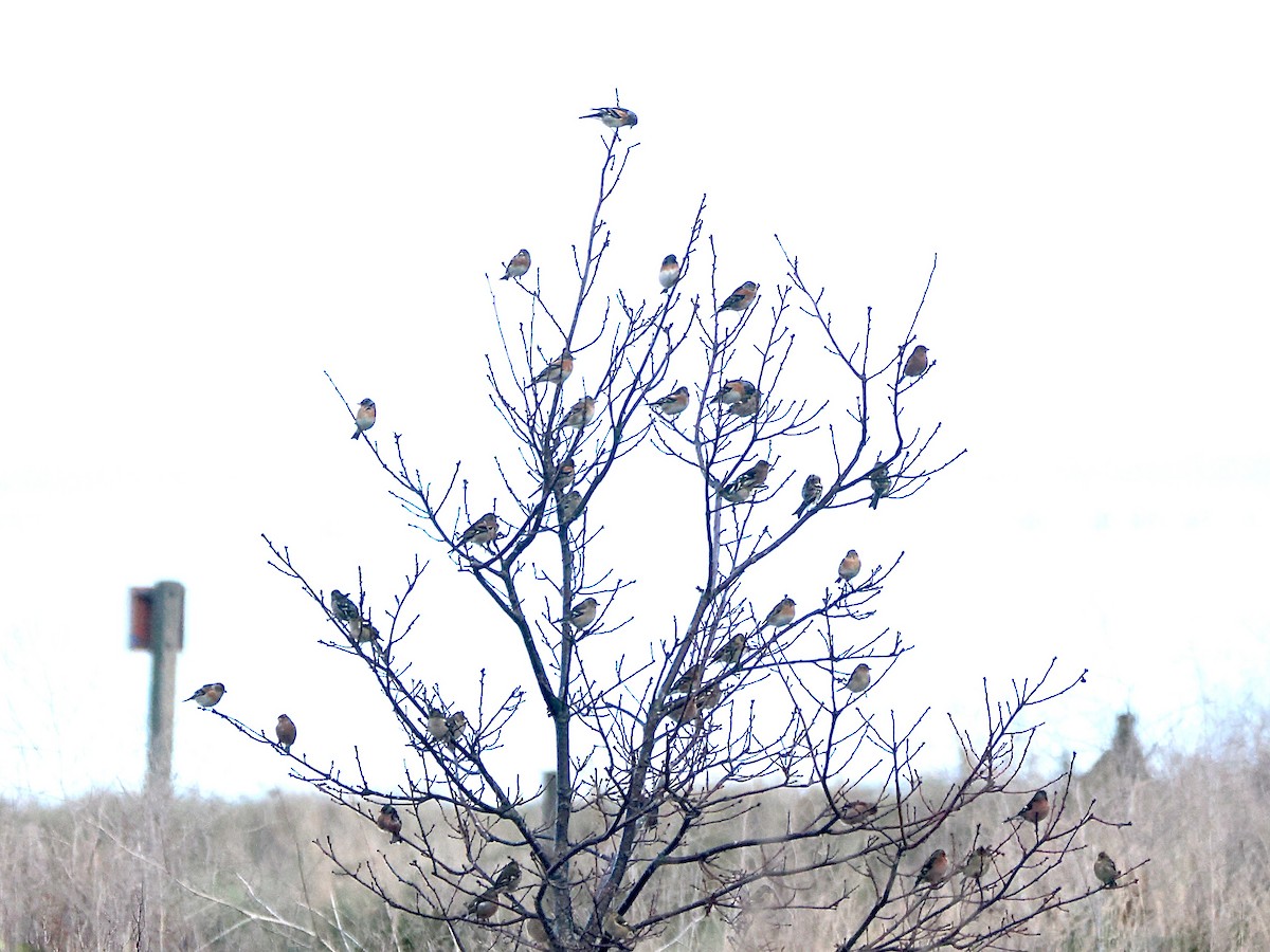 פרוש הרים - ML646978682