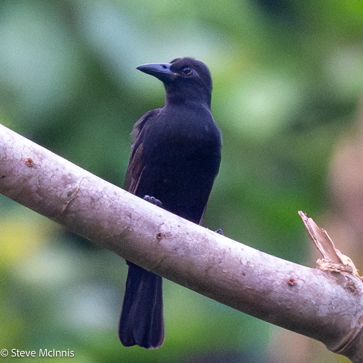 Obi Paradise-crow - ML646978683