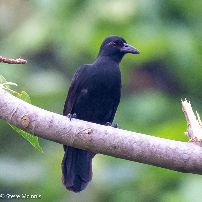 Obi Paradise-crow - ML646978684