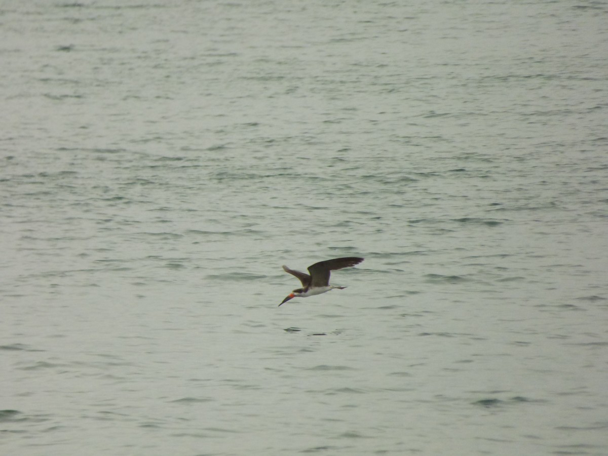 Black Skimmer - ML646978686