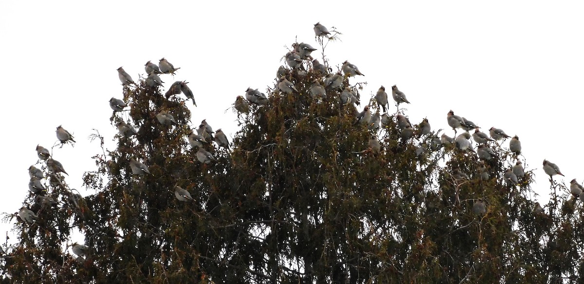 Buztanori boreala - ML646978689