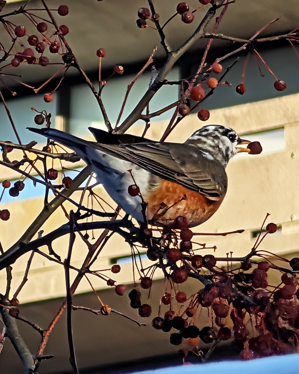 Wanderdrossel - ML646978690