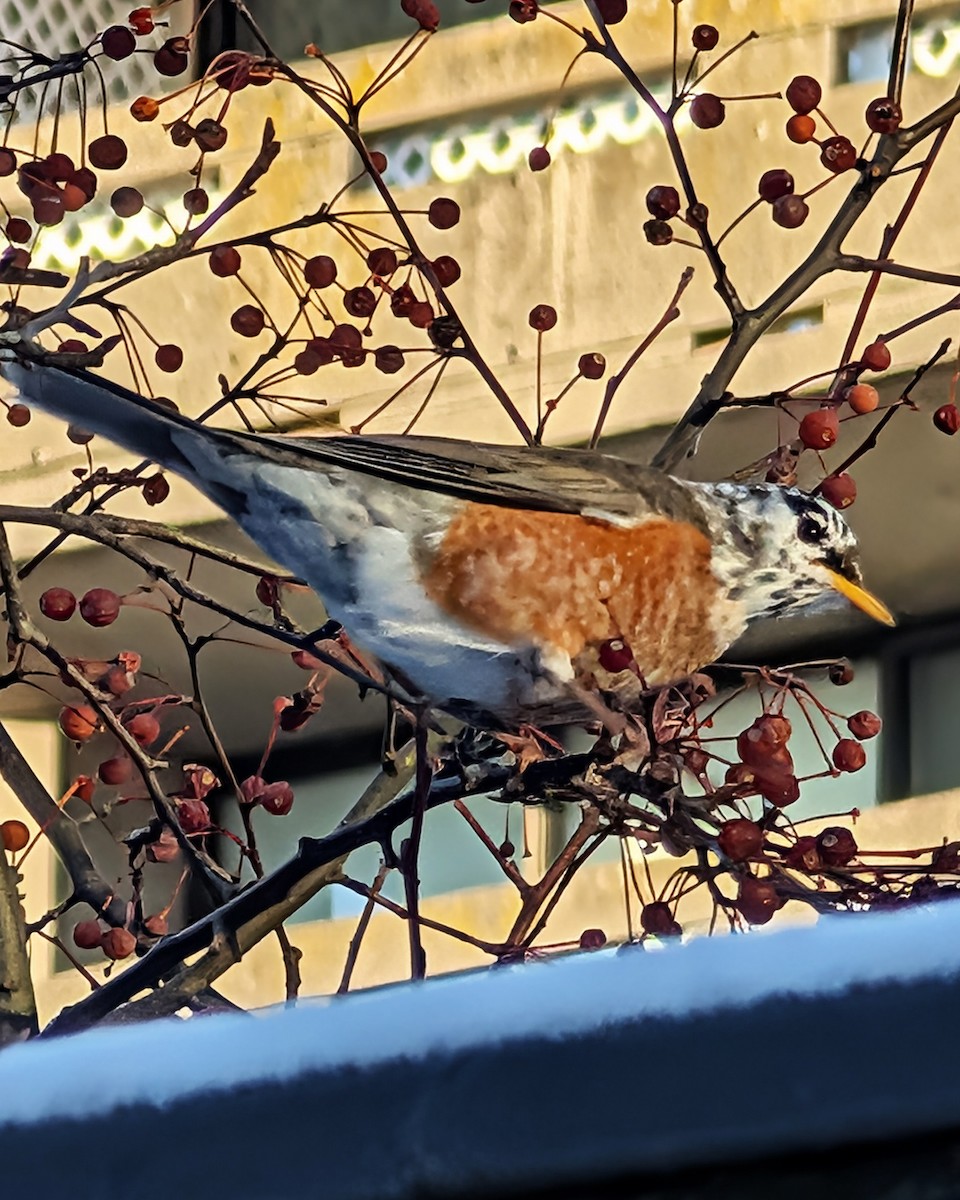 Wanderdrossel - ML646978692