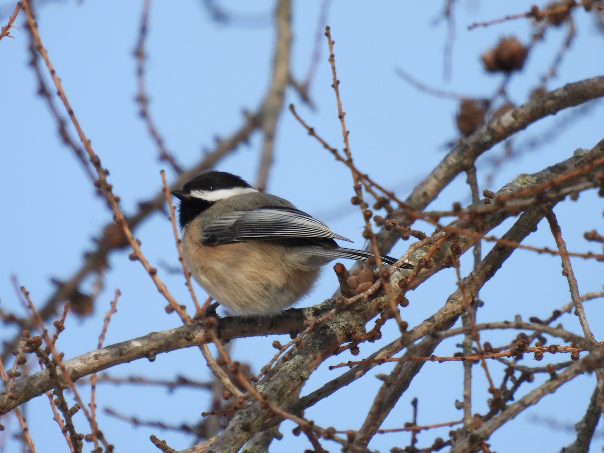 Black-capped Chickadee - ML646978693