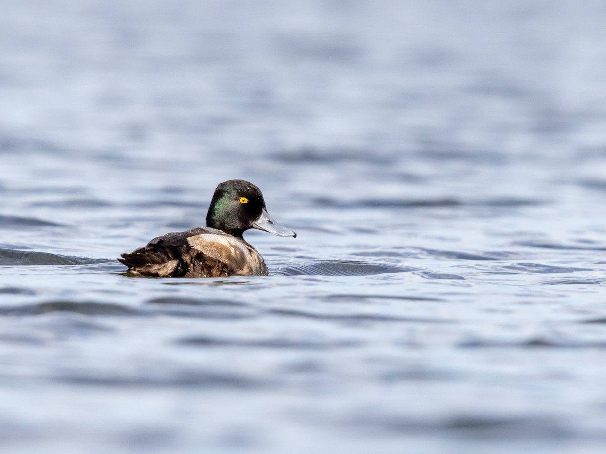 Lesser Scaup - ML646978695