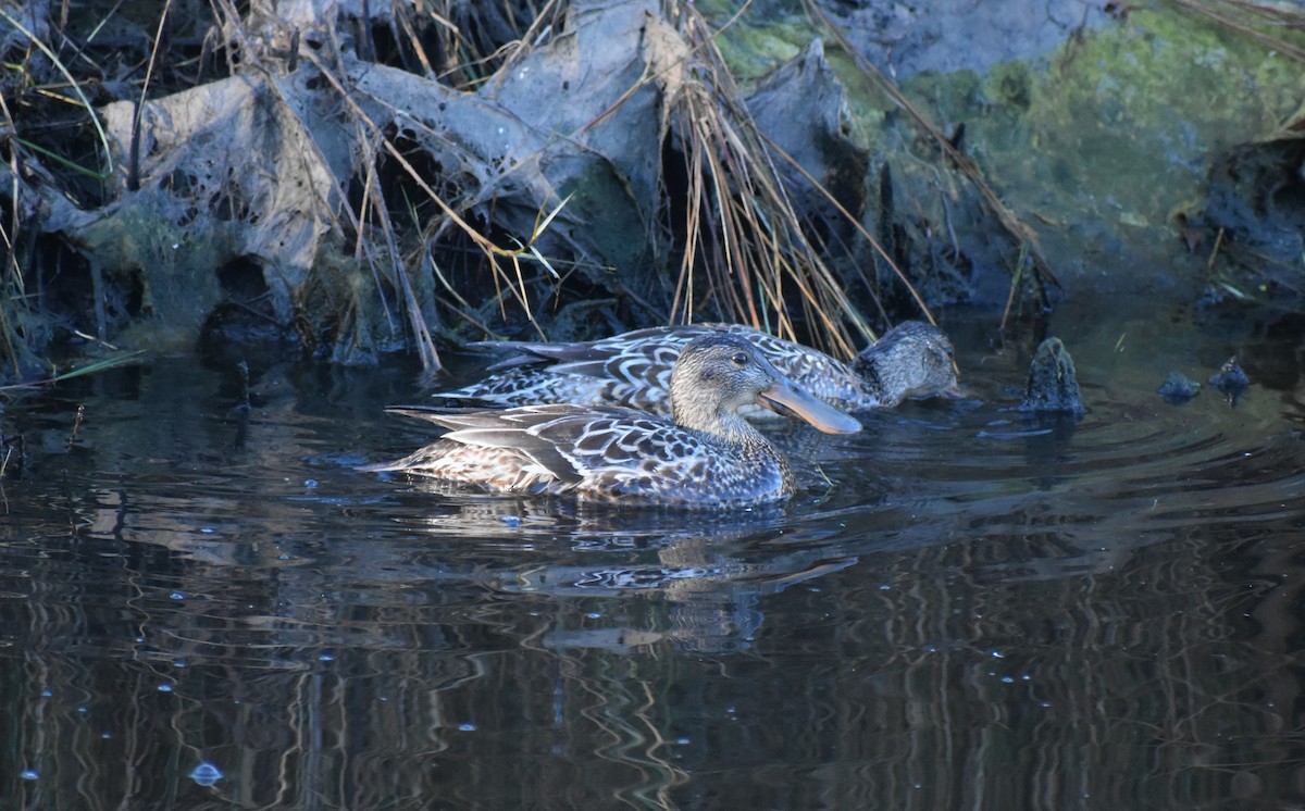 琵嘴鴨 - ML646978697