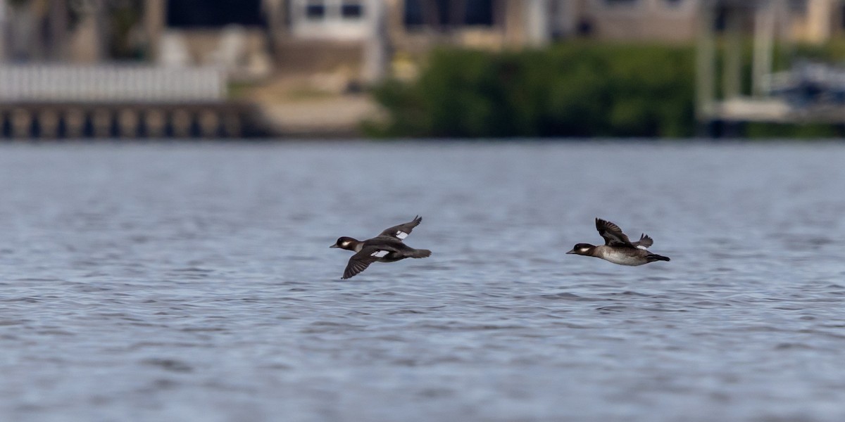 Bufflehead - ML646978709