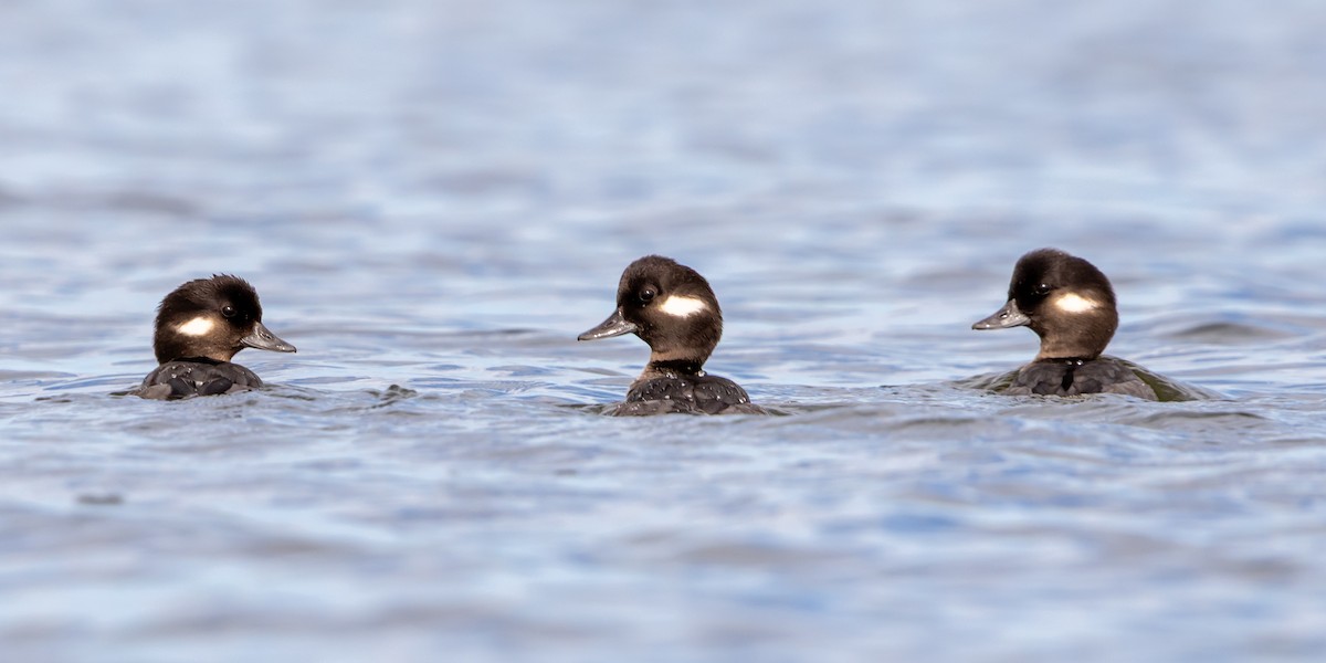 Bufflehead - ML646978710