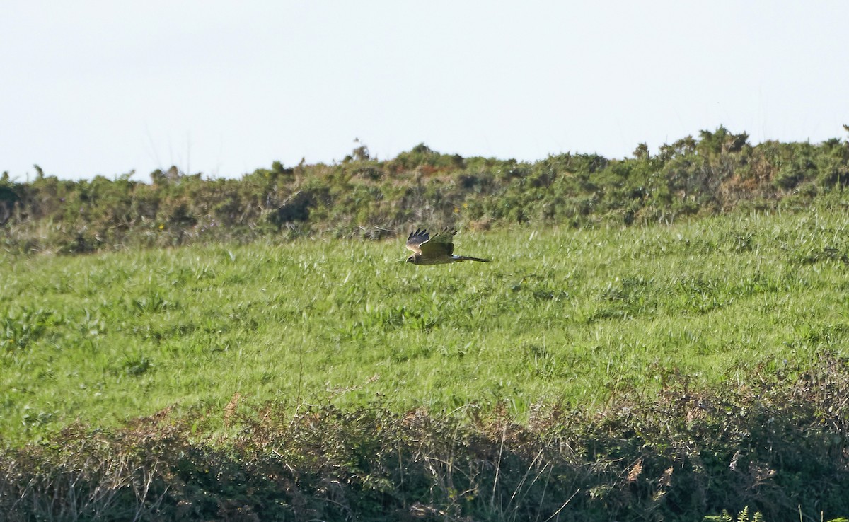 Bozkır Delicesi - ML646978711