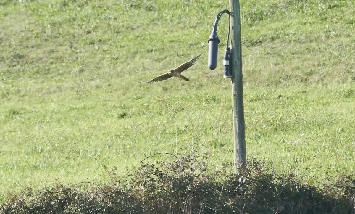 Bozkır Delicesi - ML646978712