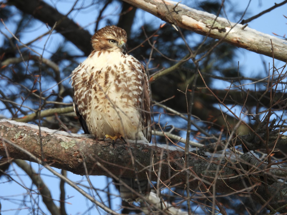 Red-tailed Hawk - ML646978714