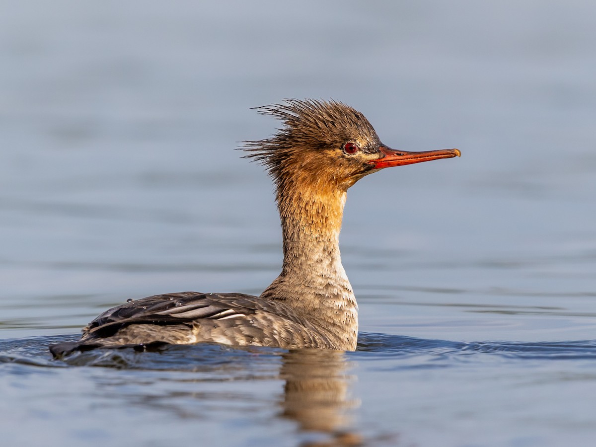 Red-breasted Merganser - ML646978717