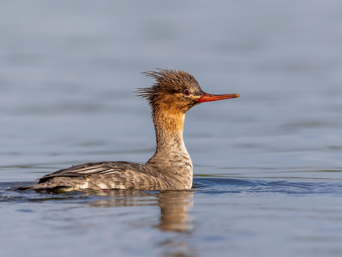 Red-breasted Merganser - ML646978718