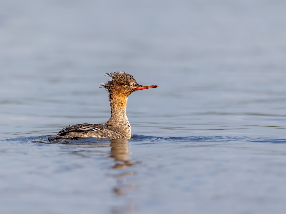 Red-breasted Merganser - ML646978719
