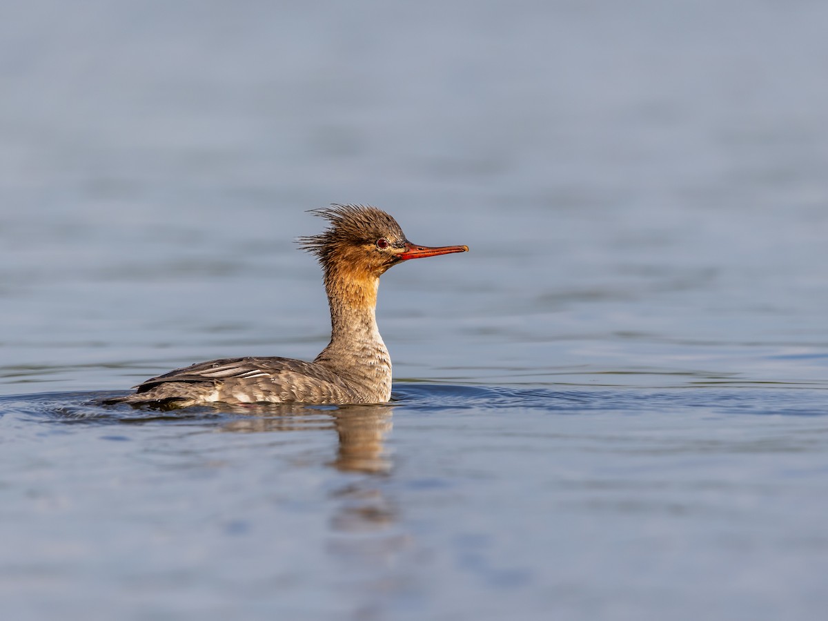 Red-breasted Merganser - ML646978720