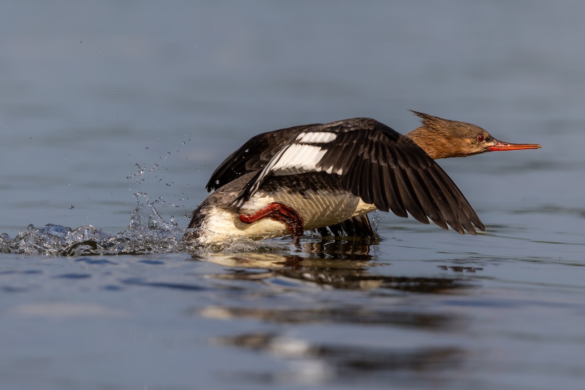 Red-breasted Merganser - ML646978724