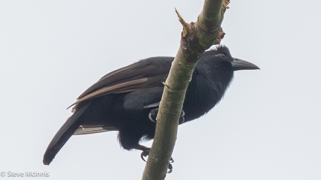 Obi Paradise-crow - ML646978725