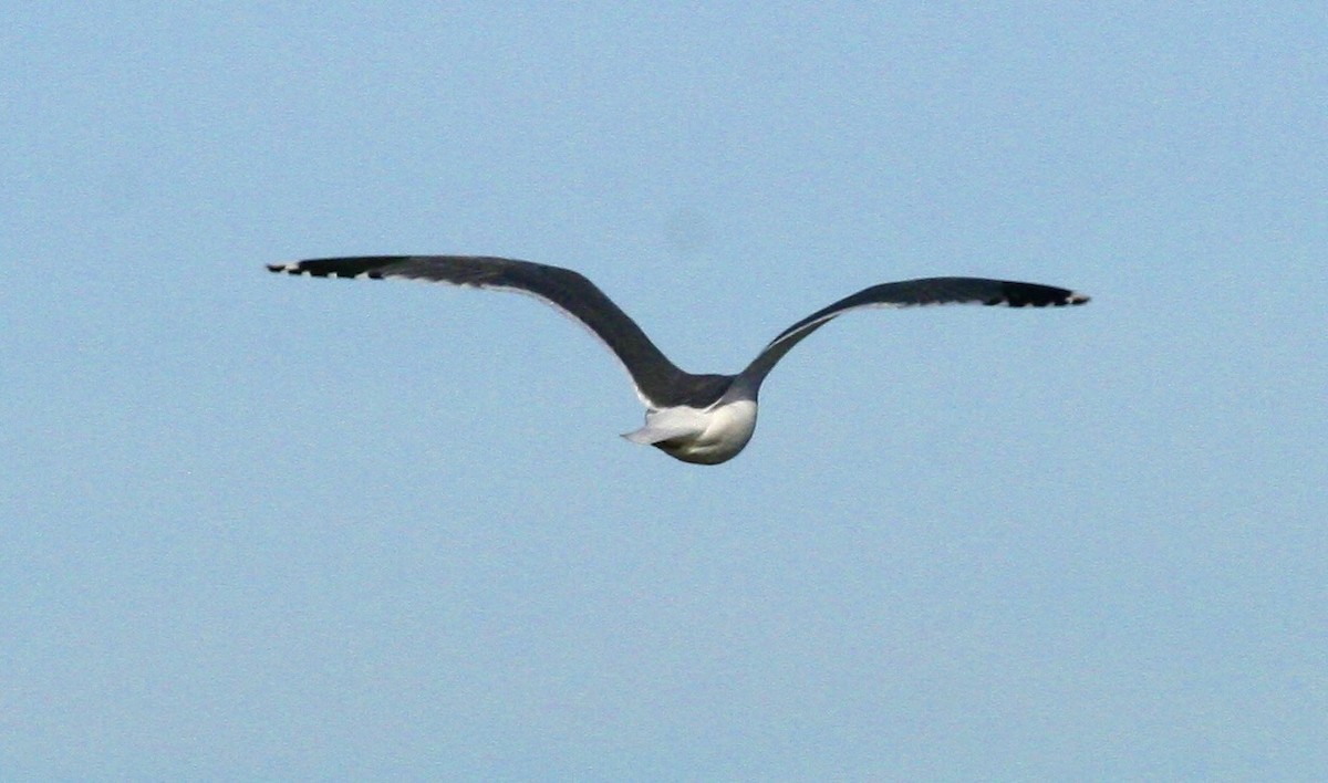 Lesser Black-backed Gull - ML646978739