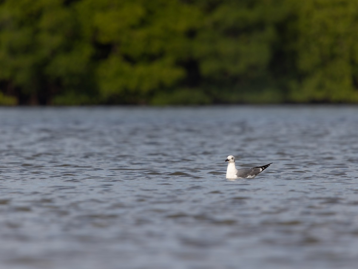 Laughing Gull - ML646978747