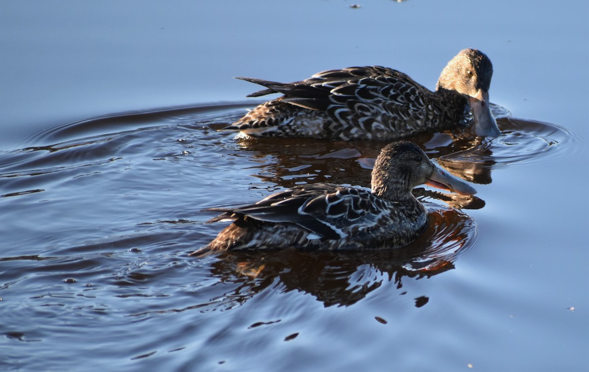 琵嘴鴨 - ML646978748