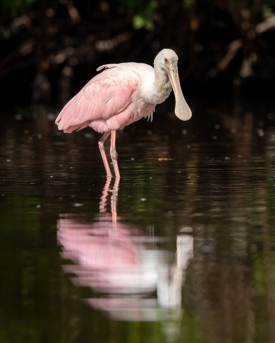 Roseate Spoonbill - ML646978757