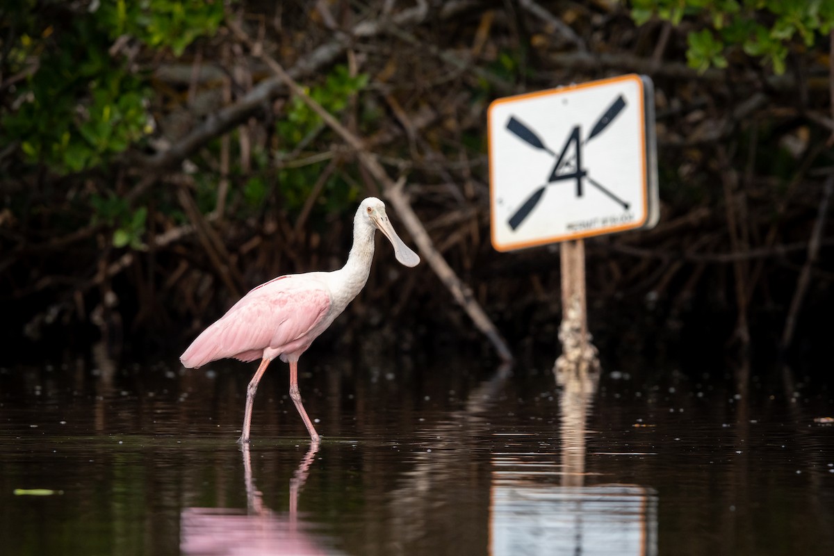 Roseate Spoonbill - ML646978758