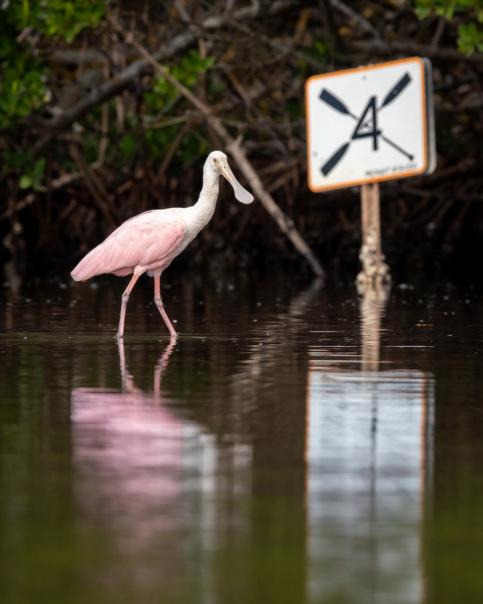Roseate Spoonbill - ML646978760