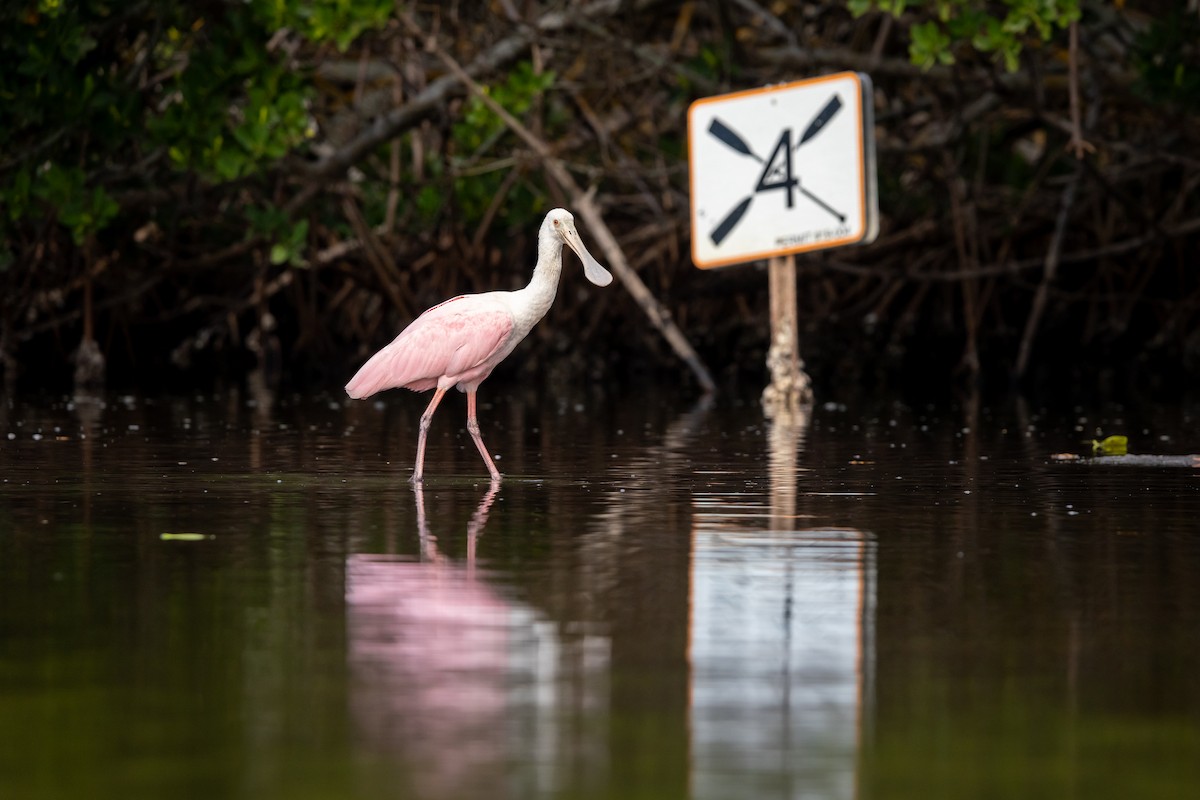 Roseate Spoonbill - ML646978761
