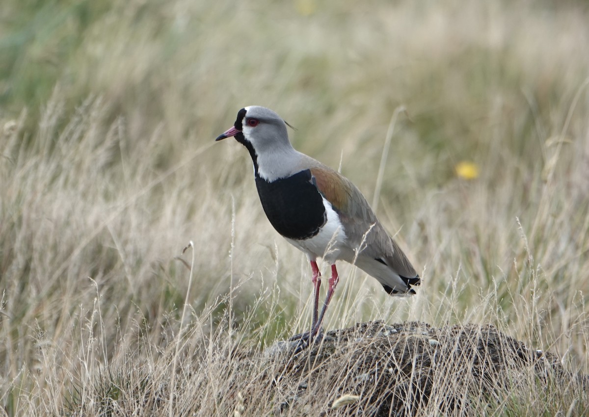 Southern Lapwing - ML646978765