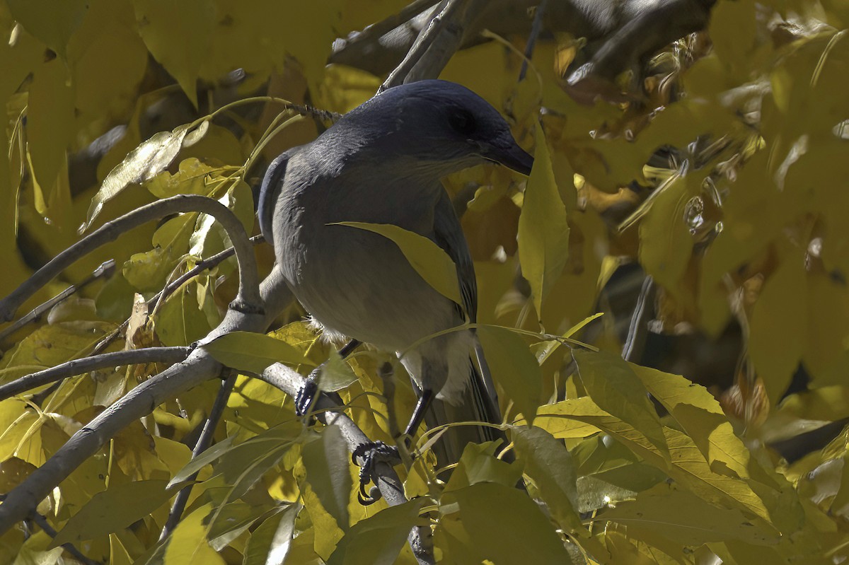 Meksika Kargası - ML646978767