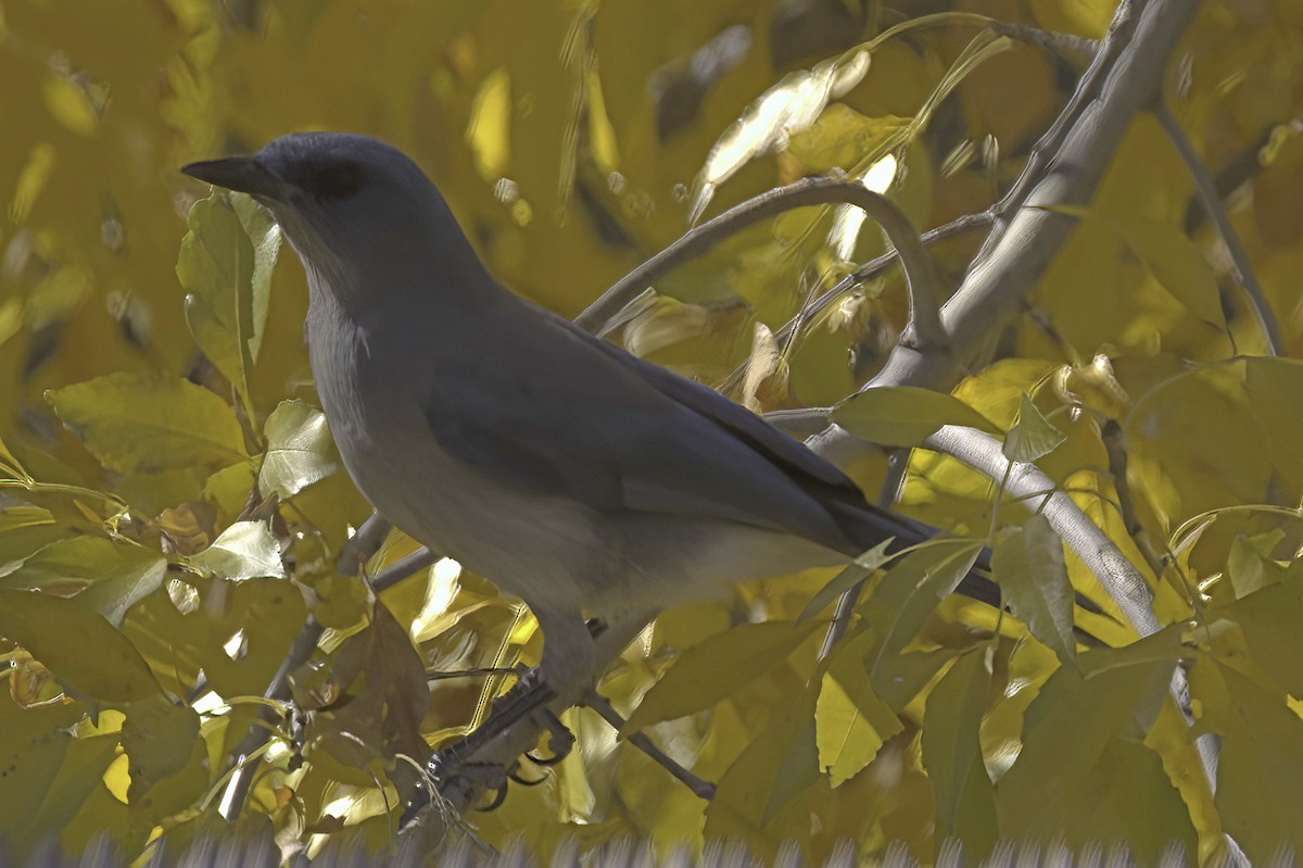 Meksika Kargası - ML646978768