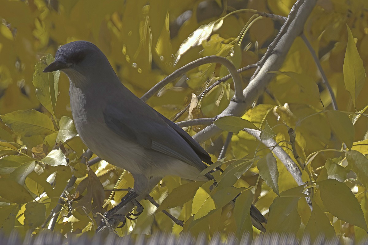 Meksika Kargası - ML646978769