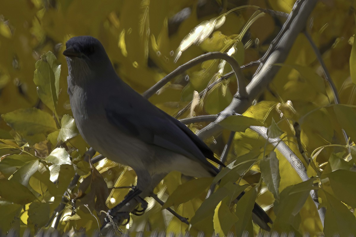 Meksika Kargası - ML646978770