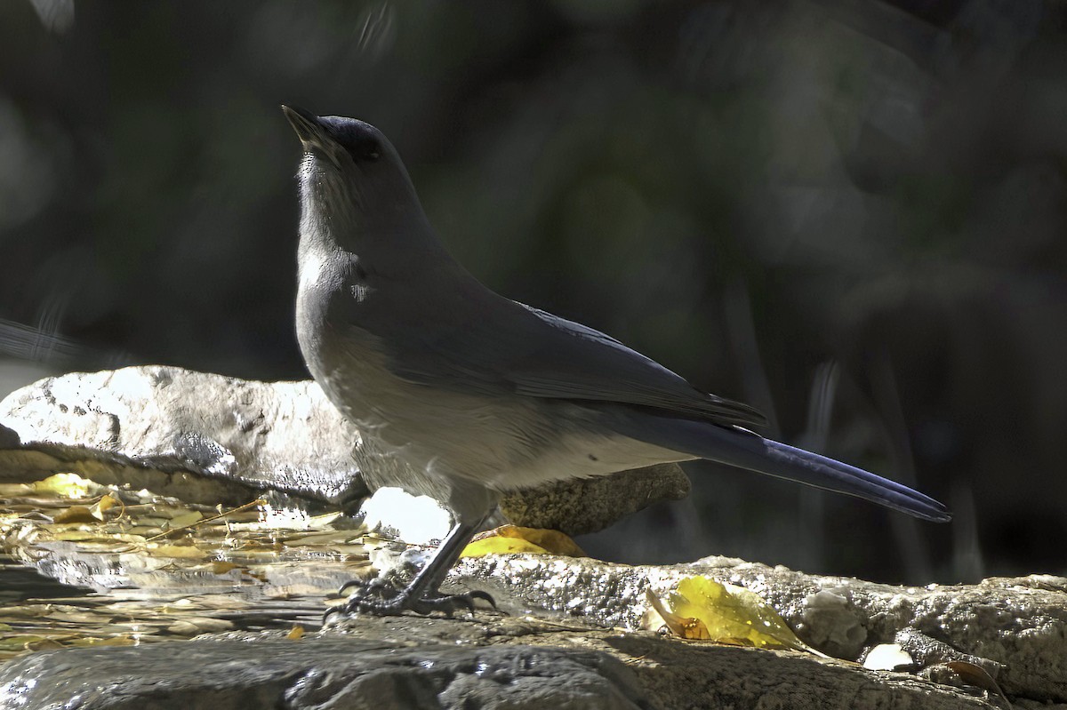 Meksika Kargası - ML646978771