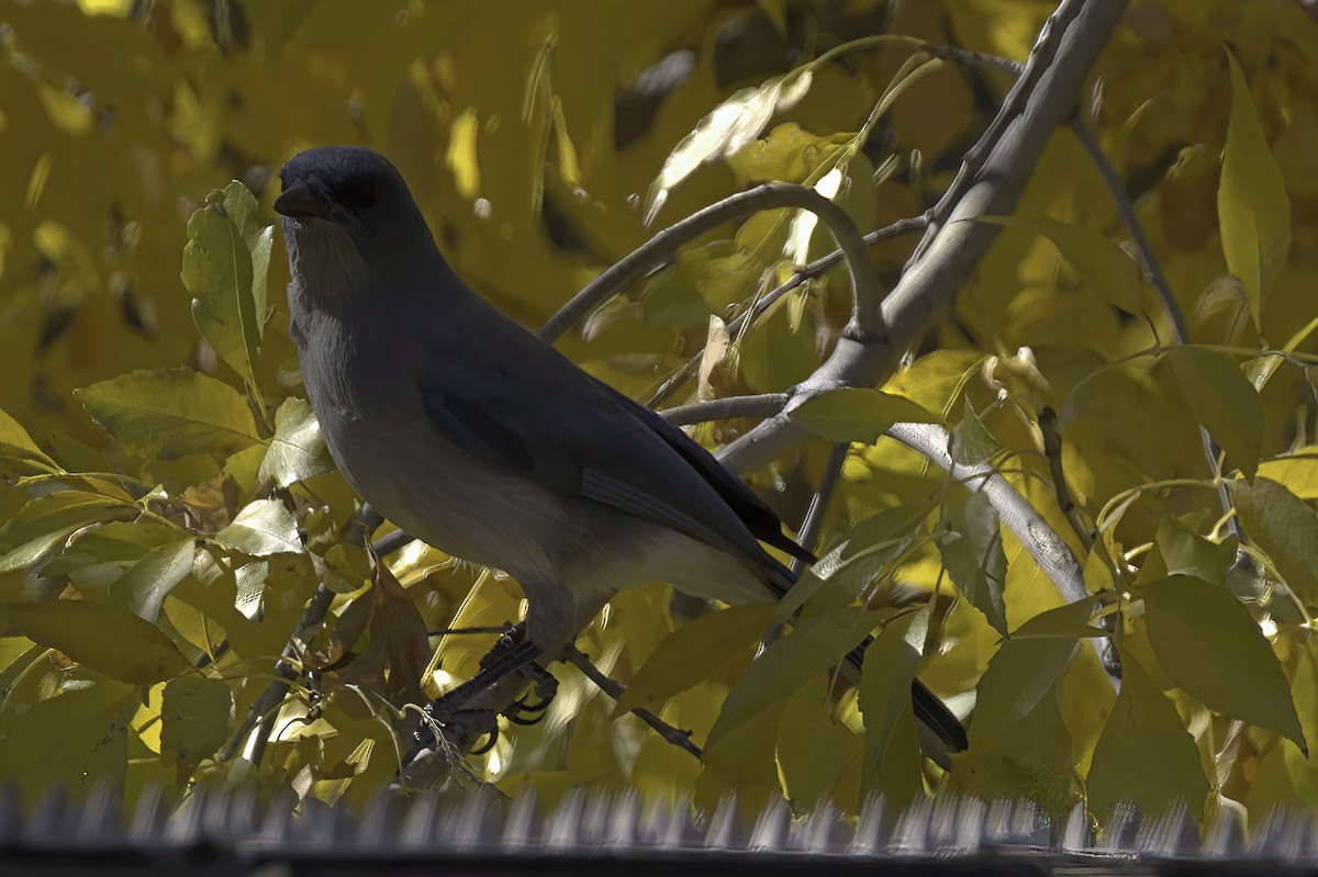 Meksika Kargası - ML646978772