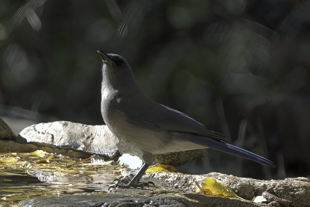 Meksika Kargası - ML646978773