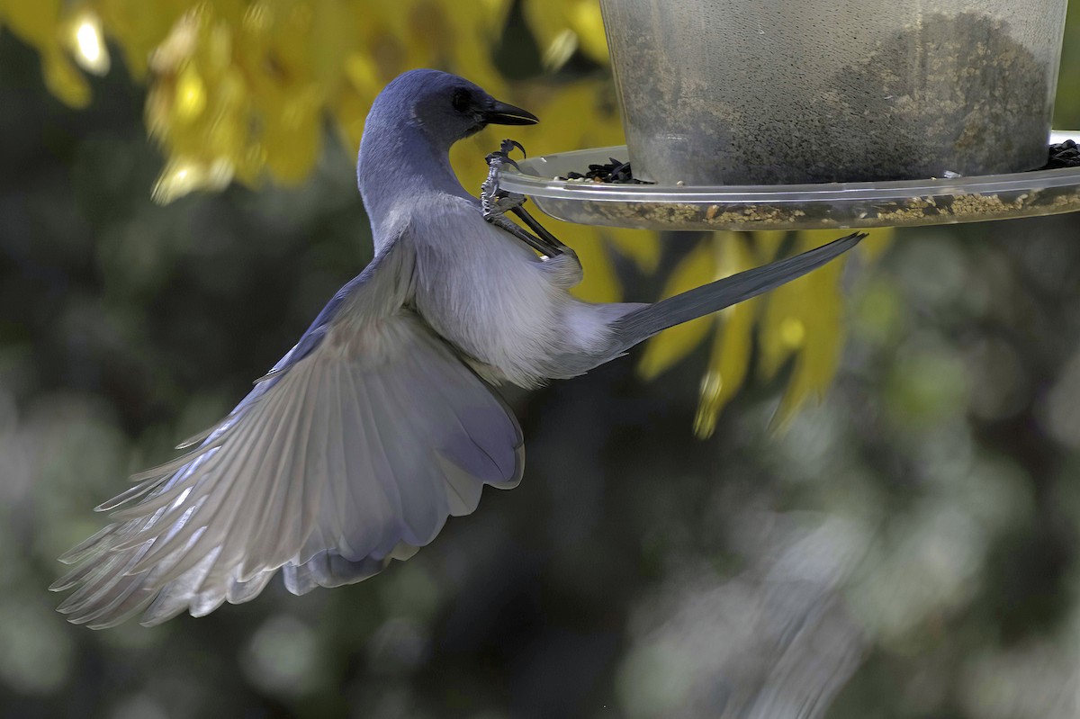 Meksika Kargası - ML646978774