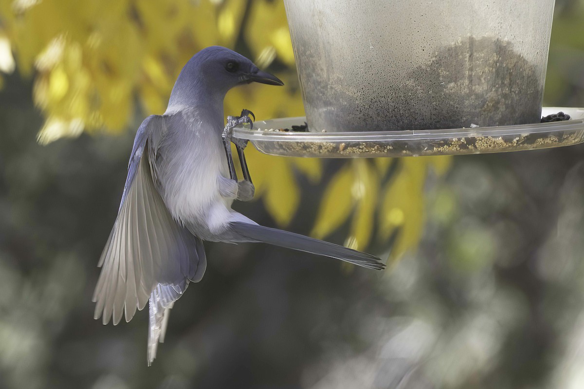 Meksika Kargası - ML646978775