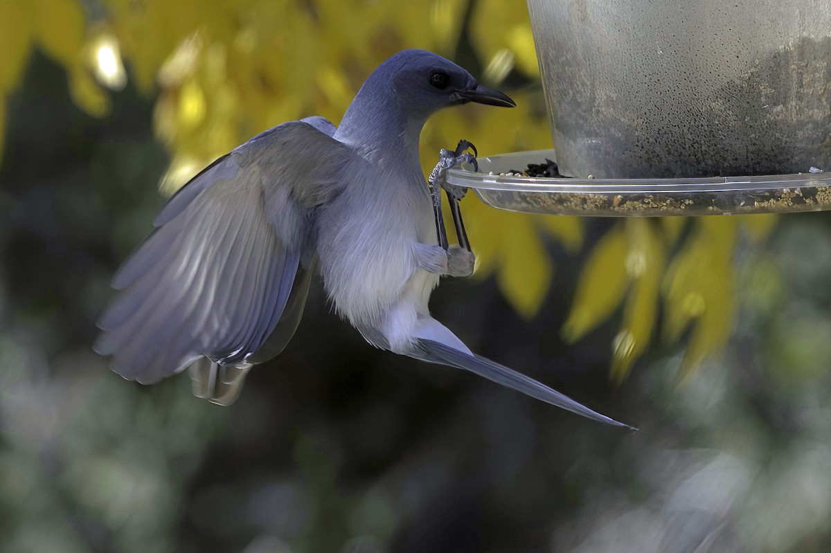 Meksika Kargası - ML646978776