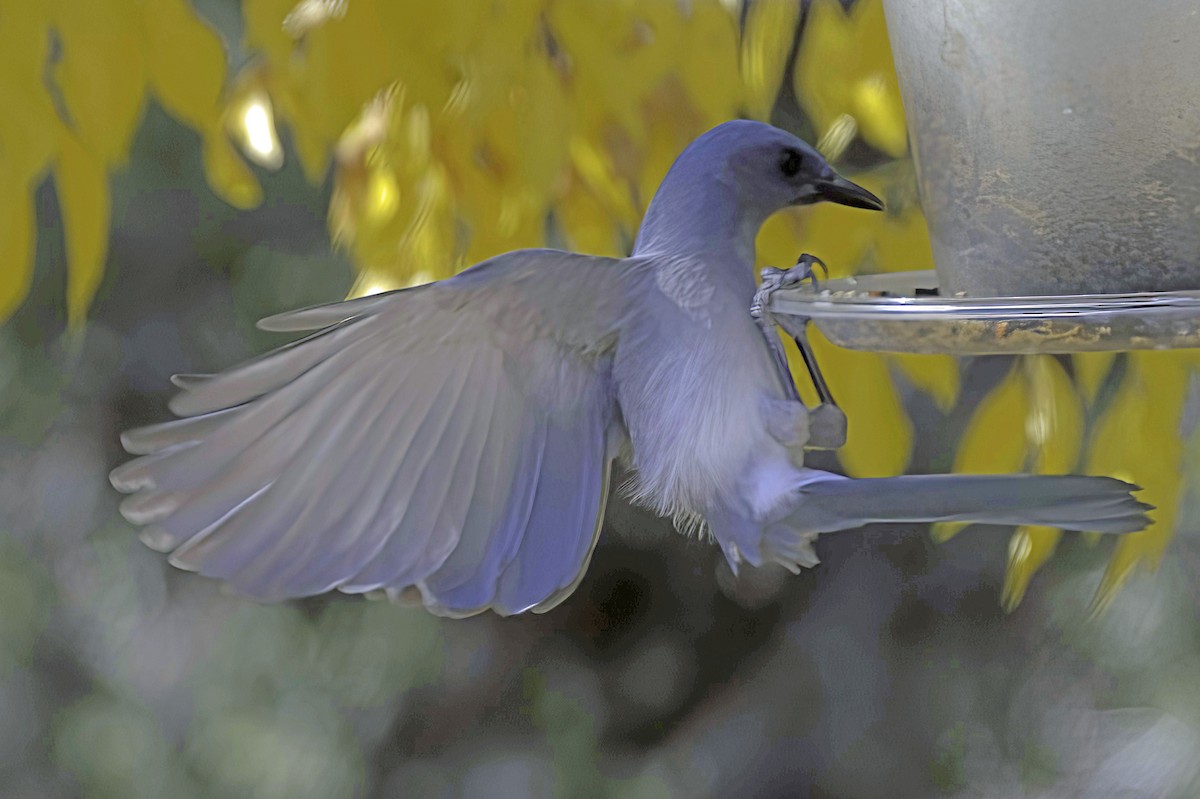 Meksika Kargası - ML646978777