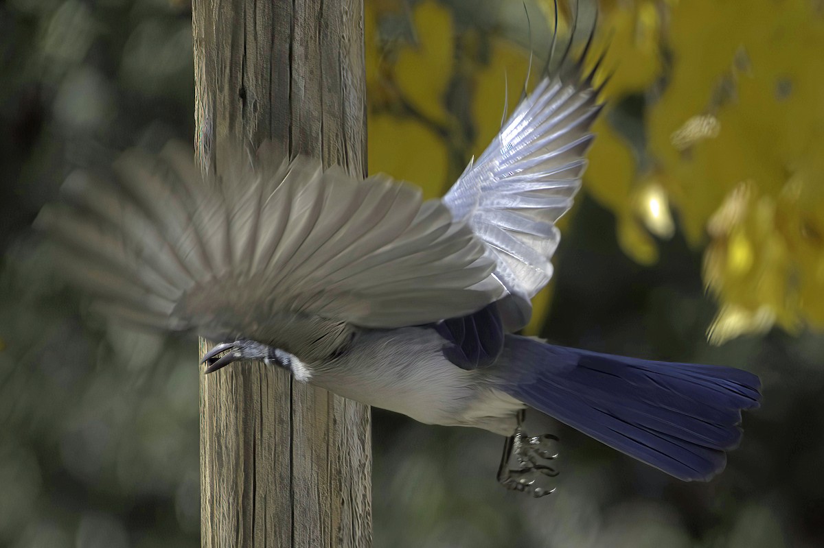 Meksika Kargası - ML646978778