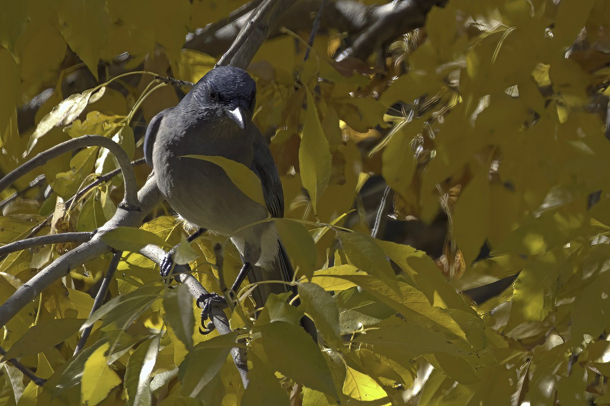 Mexican Jay - ML646978779