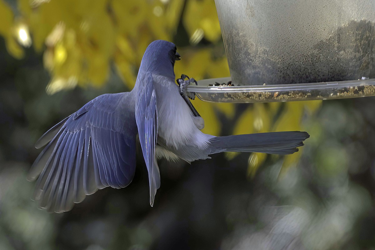 Mexican Jay - ML646978780